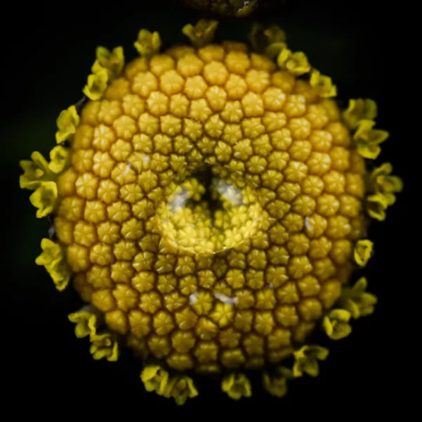 Titanopsis Calcarea - Titanopsis calcarea