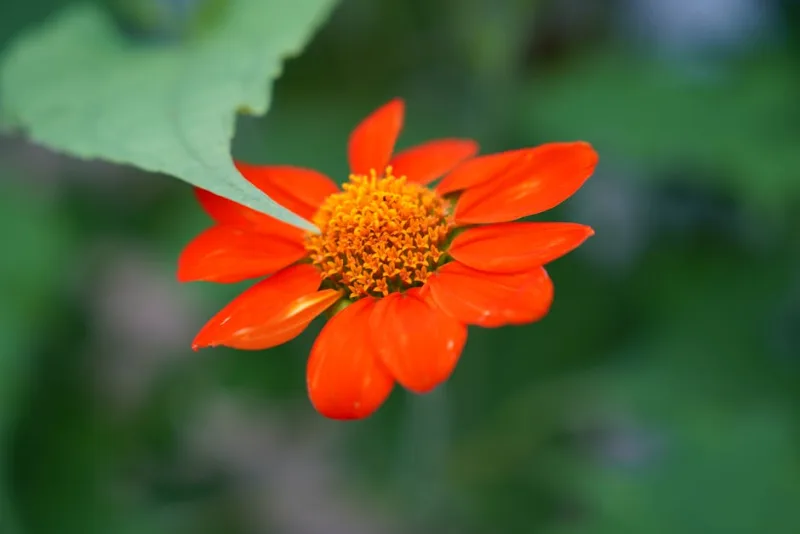 Tithonia Fiesta del Sol - Tithonia rotundifolia 'Fiesta del Sol'