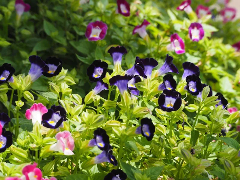 Torenia - Torenia fournieri