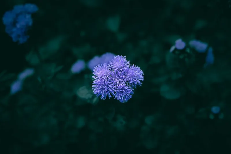Trachelium - Trachelium caeruleum