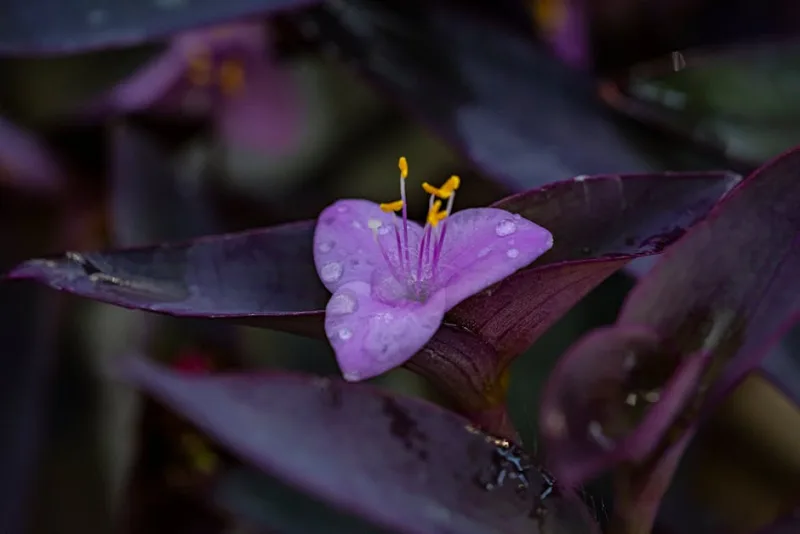 Tradescantia - Tradescantia × andersoniana