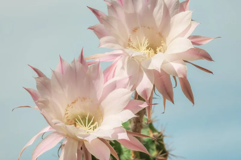 Trichocereus - Echinopsis pachanoi