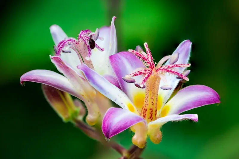 Tricyrtis Hirta - Tricyrtis hirta