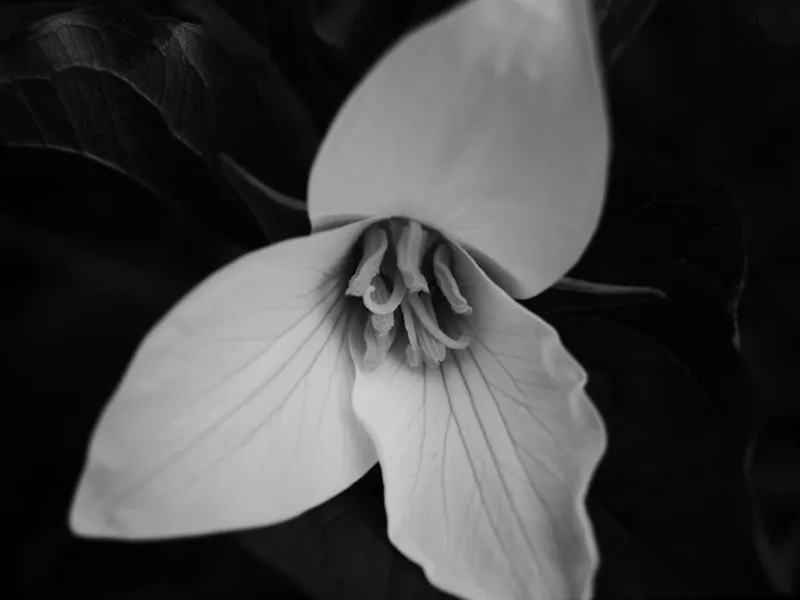 Trillium Grandiflorum - Trillium grandiflorum
