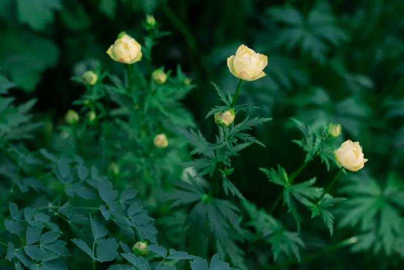 Trollius Europaeus - Trollius europaeus