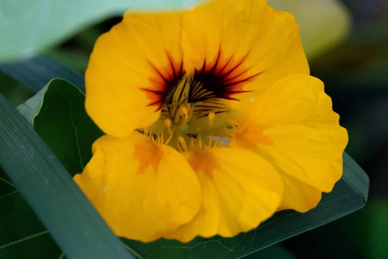 Tropaeolum Alaska - Tropaeolum majus 'Alaska'