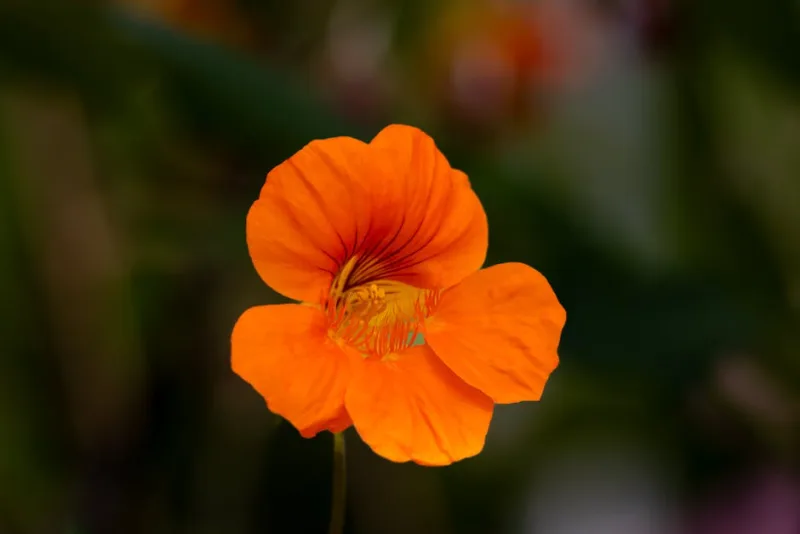 Tropaeolum Peregrinum - Tropaeolum peregrinum