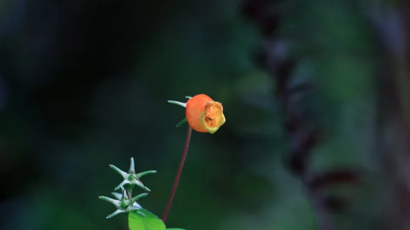 Tropaeolum Tuberosum - Tropaeolum tuberosum