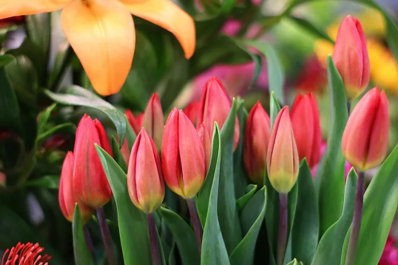 Tulipano Fior di Giglio - Tulipa (Lily-flowered)