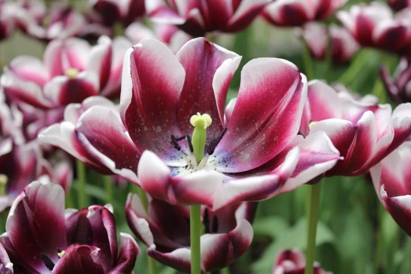 Tulipano Pappagallo - Tulipa (Parrot)