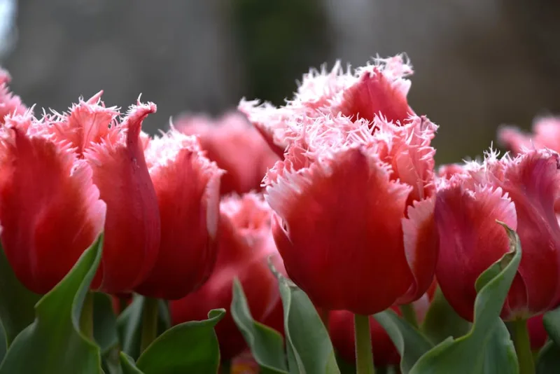 Tulipano Parrot Mix - Tulipa (Parrot) Mix