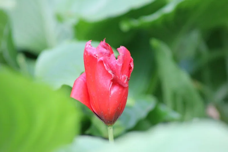 Tulipano Semper Augustus - Tulipa 'Semper Augustus'