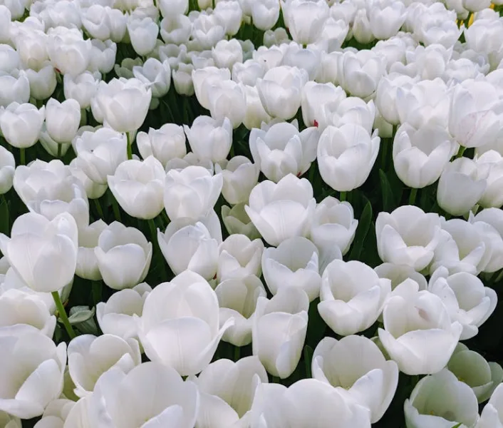 Tulipano White Triumphator - Tulipa 'White Triumphator'