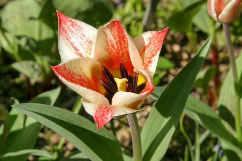 Tulipano - Tulipa spp.