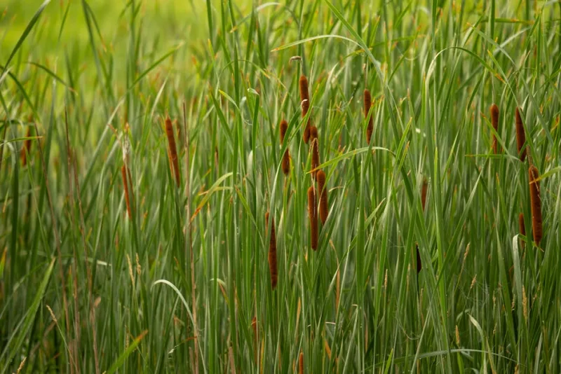 Typha Laxmannii - Typha laxmannii
