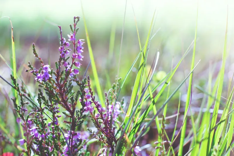 Utricularia Vulgaris - Utricularia vulgaris