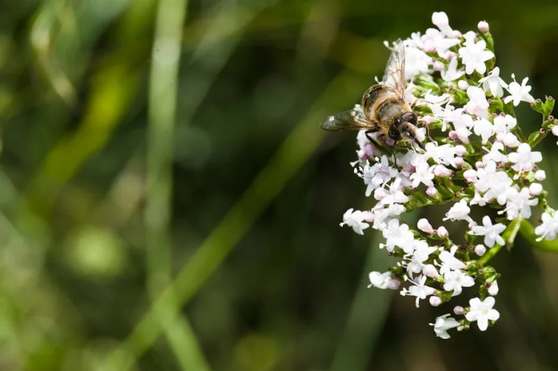 Valeriana Officinale - Valeriana officinalis