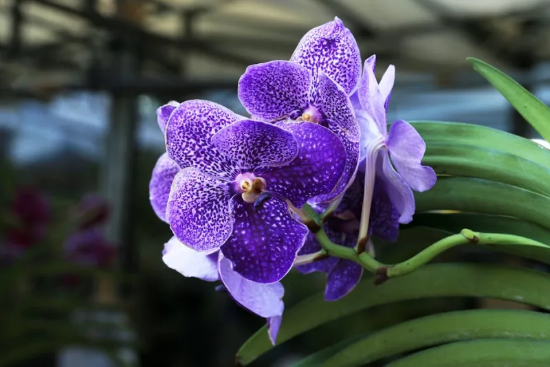 Vanda Coerulea - Vanda coerulea