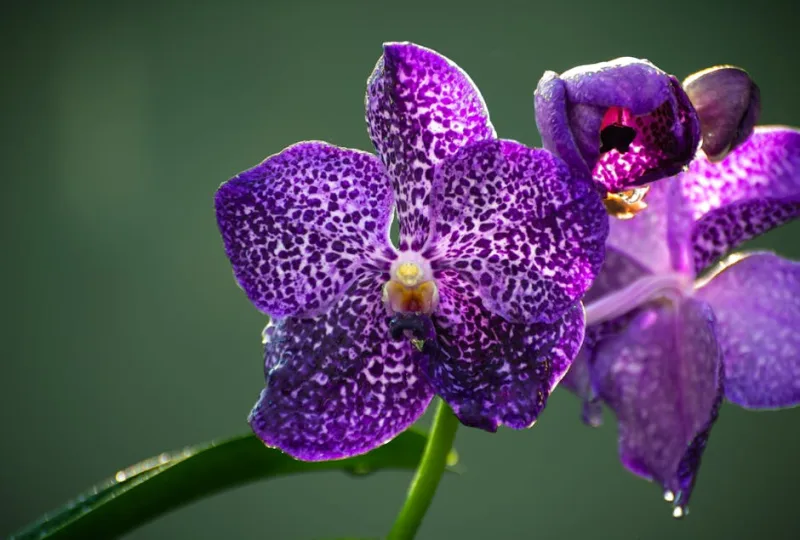 Vanda - Vanda spp.