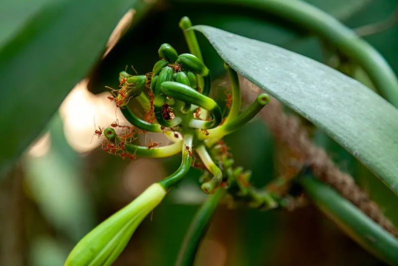 Vanilla Planifolia - Vanilla planifolia