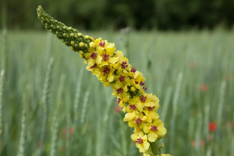 Verbascum - Verbascum spp.