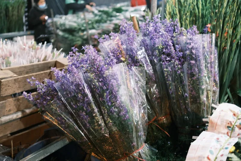 Verbena Cedrina - Aloysia citrodora