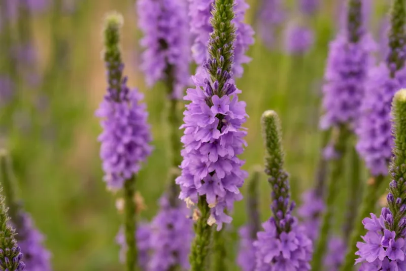 Verbena Hastata - Verbena hastata