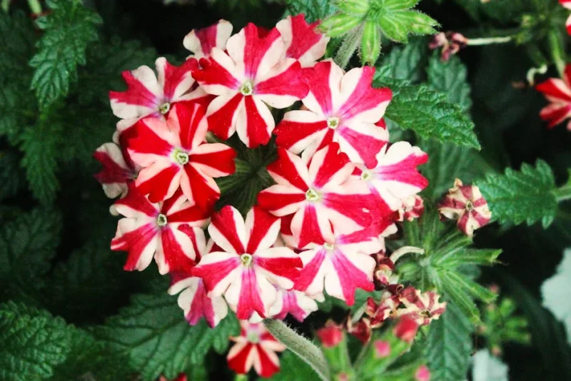 Verbena Hybrida - Verbena × hybrida