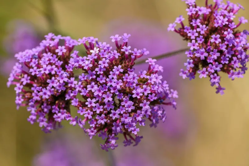 Verbena Lollipop - Verbena bonariensis 'Lollipop'
