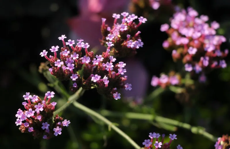 Verbena Vepita - Verbena 'Vepita'