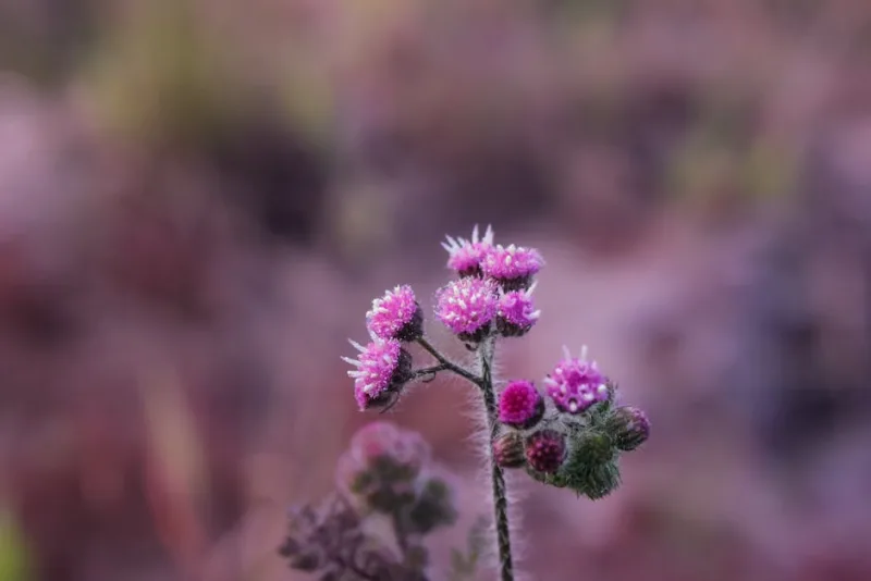 Vernonia Lettermannii - Vernonia lettermannii