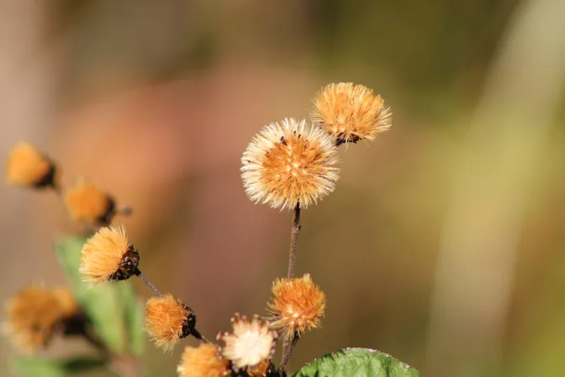 Vernonia - Vernonia crinita