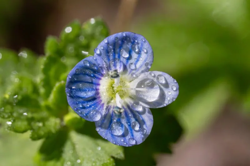 Veronica Beccabunga - Veronica beccabunga