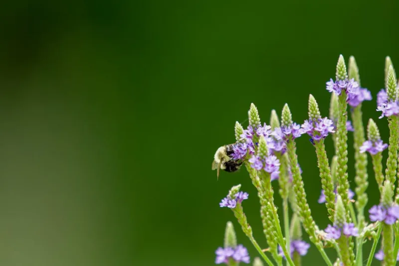 Veronica Longifolia - Veronica longifolia