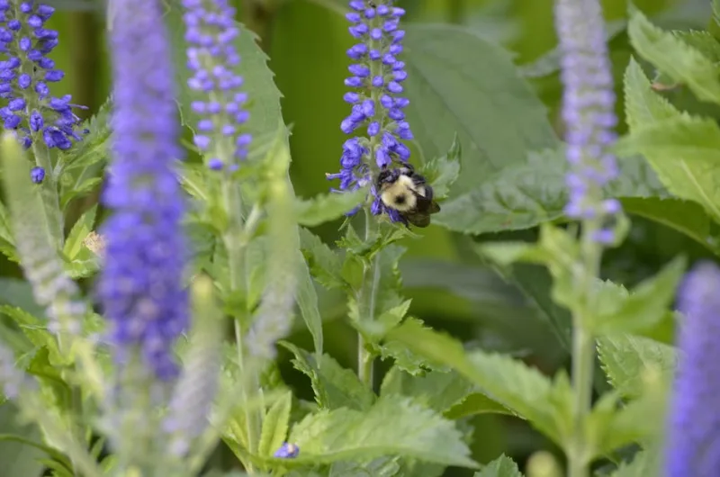Veronica Pink Damask - Veronica spicata 'Pink Damask'