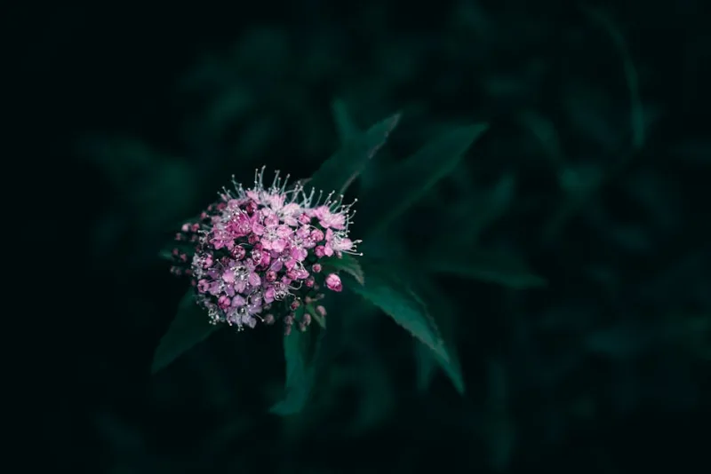 Veronicastrum - Veronicastrum virginicum