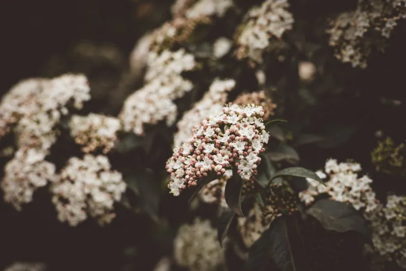 Viburno Eve Price - Viburnum tinus 'Eve Price'