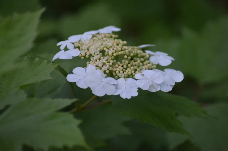 Viburno Plicatum - Viburnum plicatum 'Mariesii'