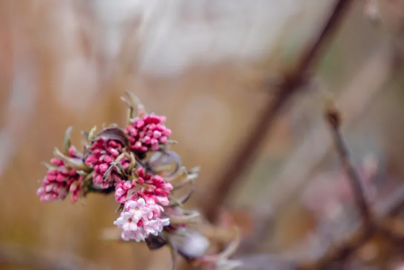 Viburno Profumato - Viburnum × bodnantense