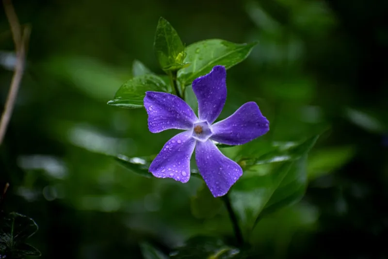 Vinca Major - Vinca major