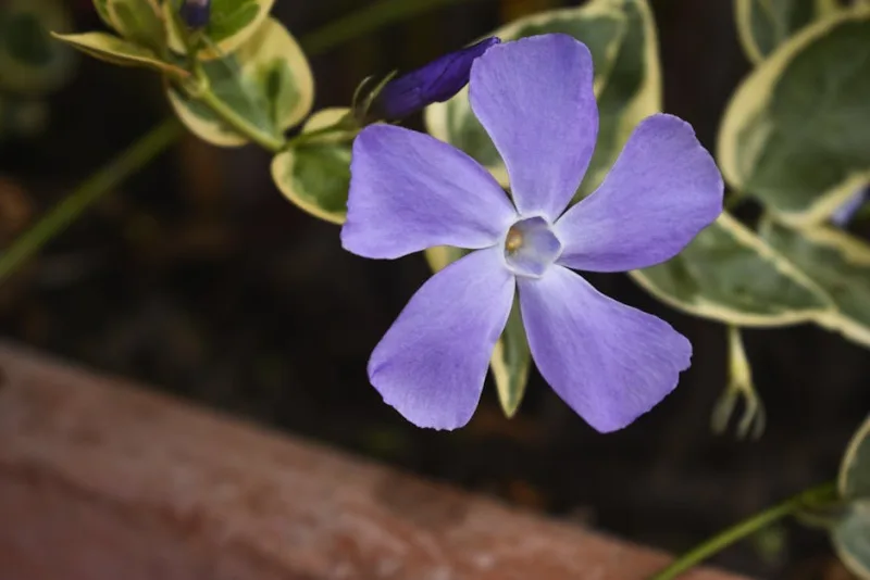 Vinca Minor Illumination - Vinca minor 'Illumination'