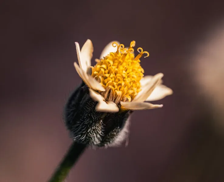 Vincetoxicum Hirundinaria - Vincetoxicum hirundinaria