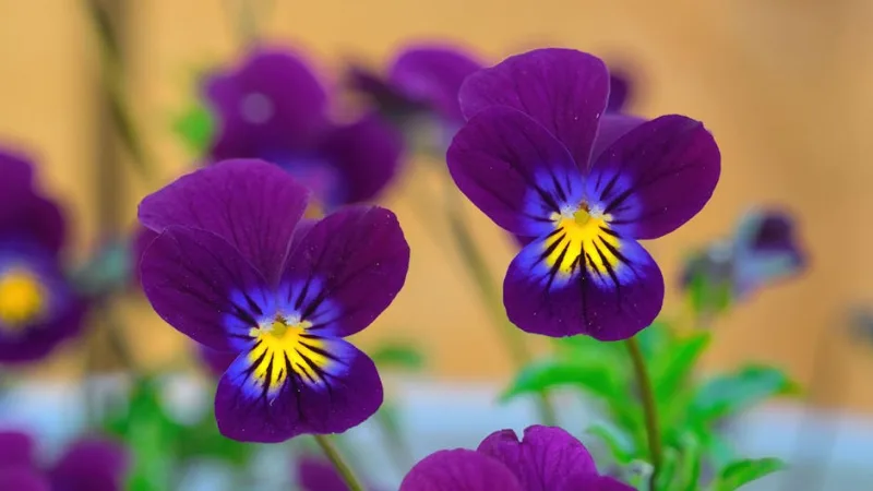 Viola Calcarata - Viola calcarata