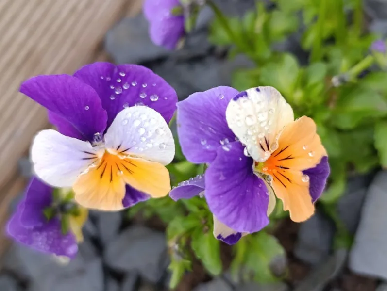 Viola Etna - Viola aethnensis
