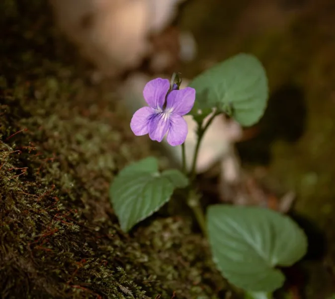 Viola Mammola - Viola odorata
