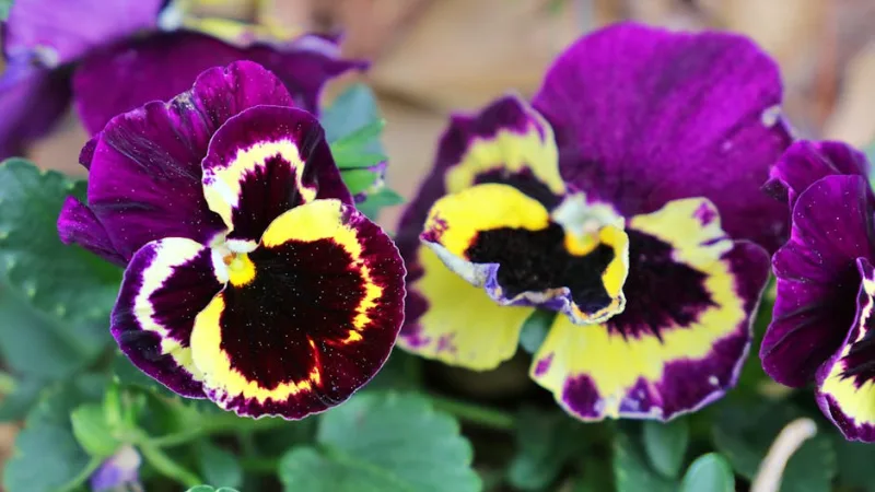 Viola Tiger Eyes - Viola × wittrockiana 'Tiger Eyes'