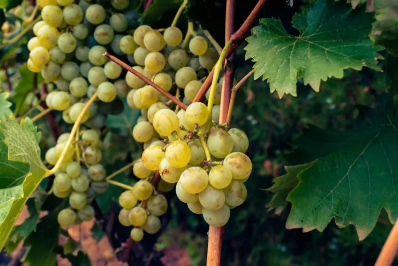 Vite in Fiore - Vitis vinifera