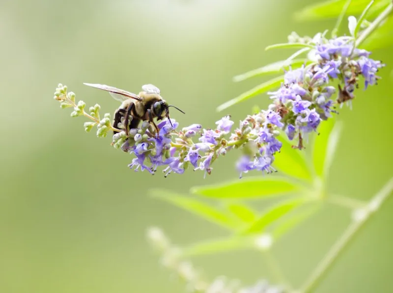 Vitex Agnus-Castus - Vitex agnus-castus