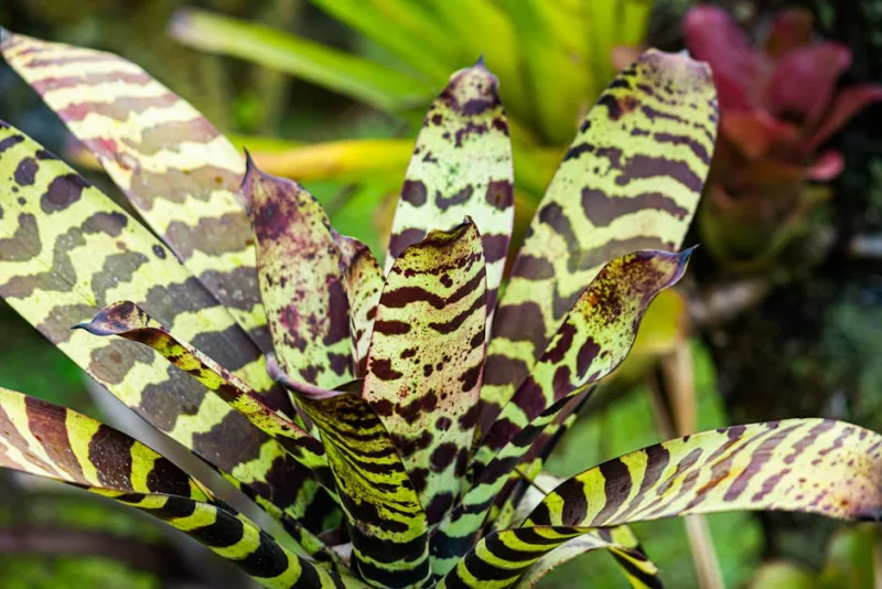 Vriesea Splendens - Vriesea splendens