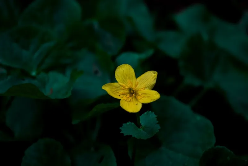 Waldsteinia Fragarioides - Waldsteinia fragarioides